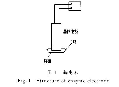 （图1）酶电极
